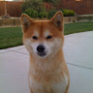 Meet your Posher, Suki